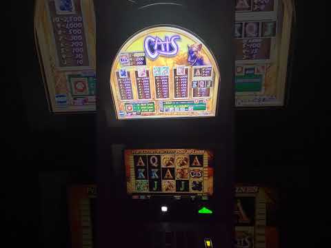 IGT Cats Video Slot Machine Game
