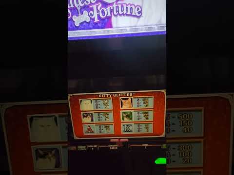 IGT Kitty Glitter & Maltese Fortune Video Slot Machine