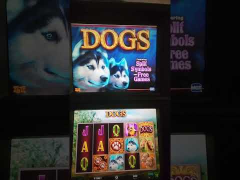 IGT Dogs Video Slot Machine